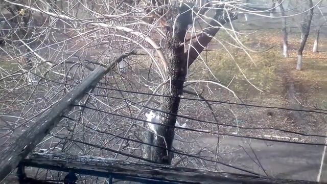 Соседский кот)) с перепугу подумала наша Ася)) смотреть онлайн