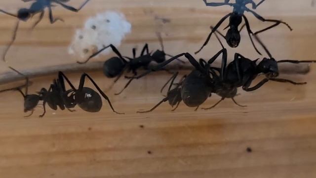 Polyrhachis Armata