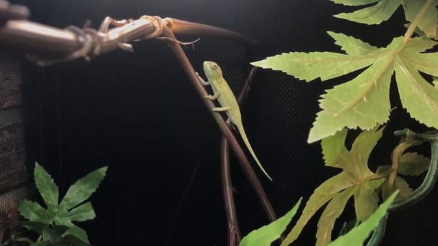Female Carpet Chameleon Baby смотреть онлайн