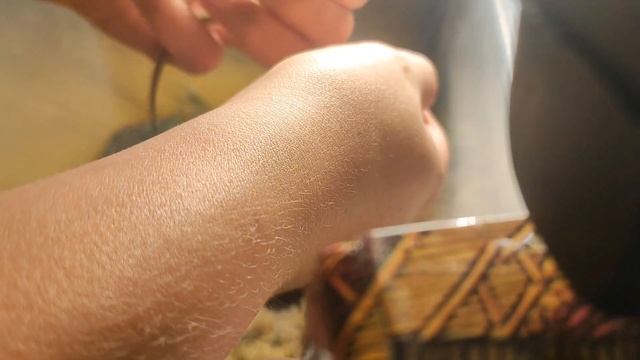 Как приручить живородящую ящерицу смотреть онлайн