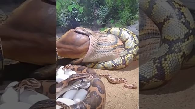 World biggest Snakes ever #snakes #ytshorts смотреть онлайн