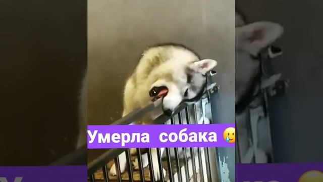 Убили собаку 😣 смотреть онлайн