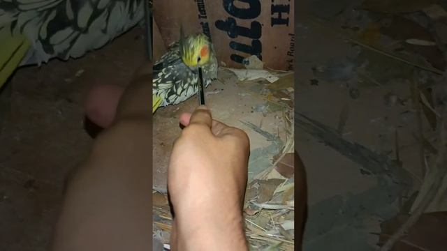 Birds training Video 🦜 #shortsfeed #birds #tamebirds #lovebirdsvlogs #minivlog #parrot смотреть онлайн