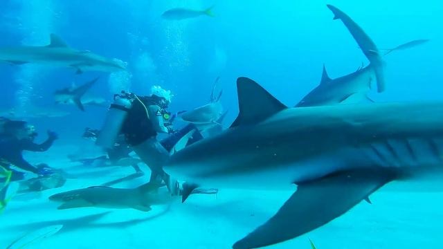 Shark Feeding in Bahamas смотреть онлайн