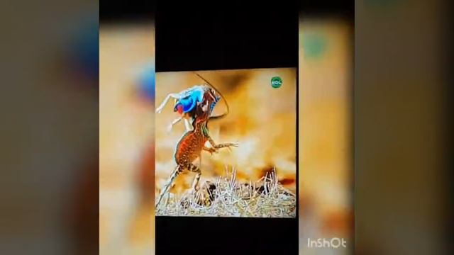 ЭТО ЖЕСТЬ,СЛАБОНЕРВНЫМ НЕ СМОТРЕТЬ!!!😱 смотреть онлайн