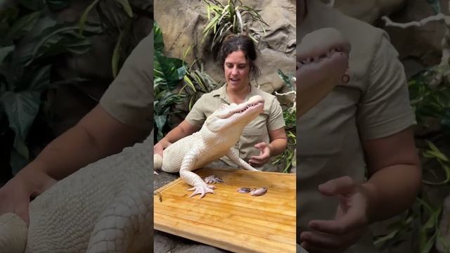 Albino Alligator Loves to Eat! 🤩 смотреть онлайн