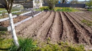 Посадка картофеля под мотоблок в одиночку