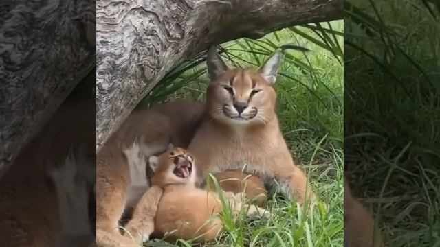 Cat🐱 And Dog🐶 Funny🤣 Moment #trending #shorts (2) смотреть онлайн