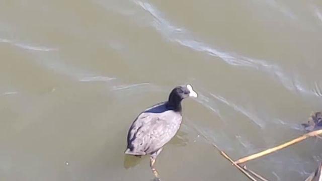 Лысу́ха, или лы́ска лат Fulica atra смотреть онлайн