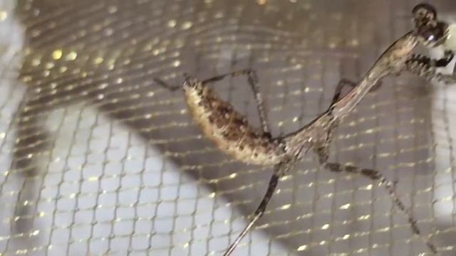 L2 Deroplatys Lobata "Lil B" eating смотреть онлайн