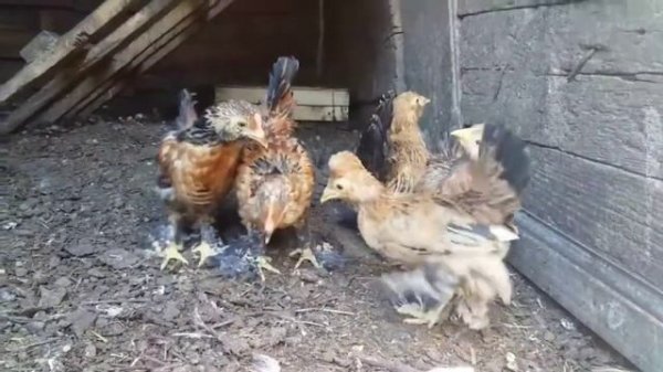 Курочки)Бентамки)#Деревенскоесело