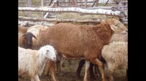Гиссарские овцы!!! Разведение!!!