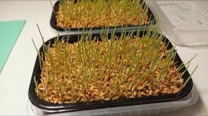 МИКРОЗЕЛЕНЬ🌱🌾в домашних условиях. #Агровата.
Овёс, пшеница. Куда лучше высаживать? #микрозелень