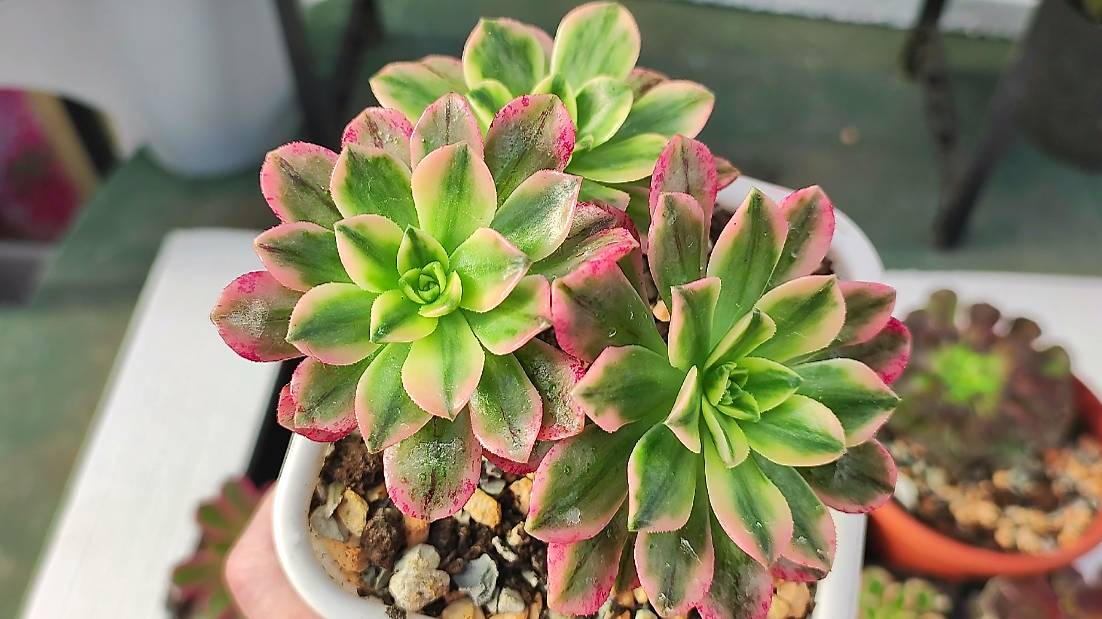 Все эониумы в одном видео. Мучнистый червец. смотреть онлайн