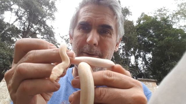 Albino Spotted Pythons - CrittaCam смотреть онлайн