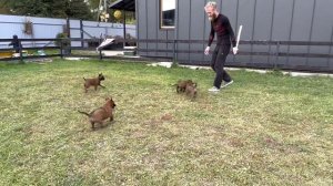 Щенки малинуа питомник ❤️Джанико❤️ литера Е (Orko des Feux de l’Espoir x KA Indira) 37 дней.