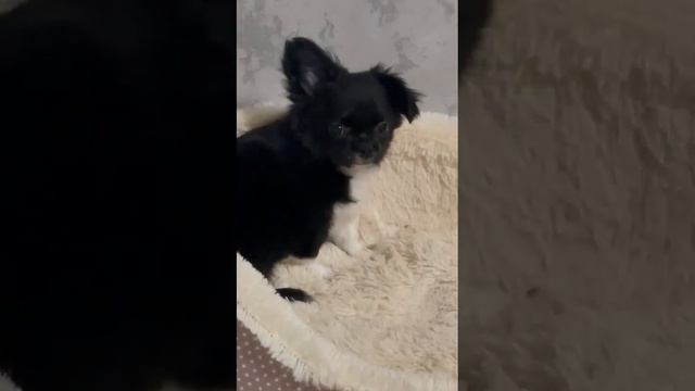 Недорого Крым Купидонович продажа чихуахуа питомник Кастропуло +79787458062 viber WhatsApp telegram смотреть онлайн