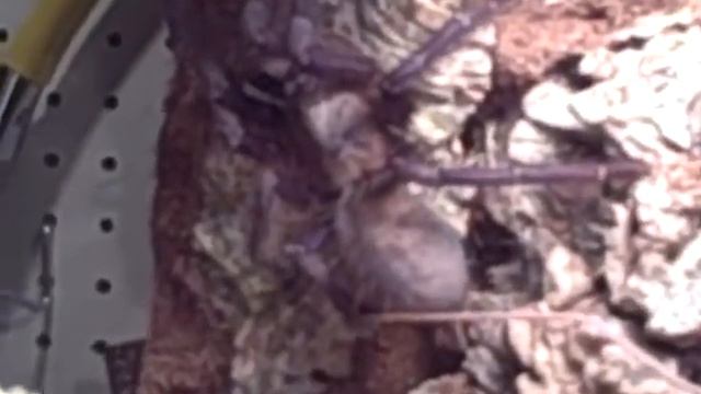 Singapore blue смотреть онлайн