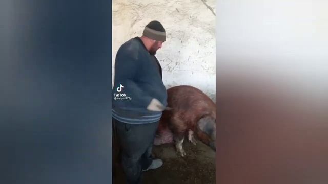 DailyRay-Вот он настояший пельмень смотреть онлайн