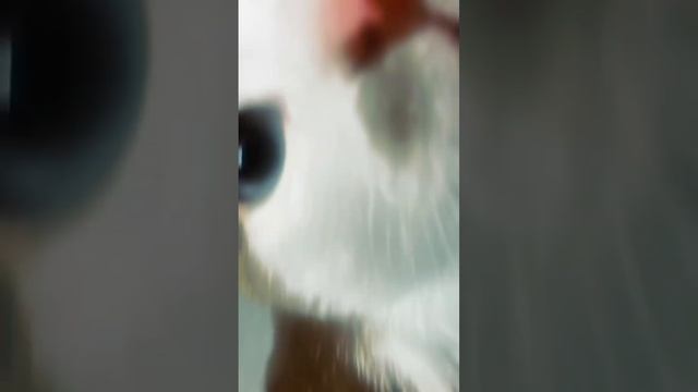 я просто захотел сделать эдит со своим котом. #эдит #lumafusion #кот #рекомендации смотреть онлайн