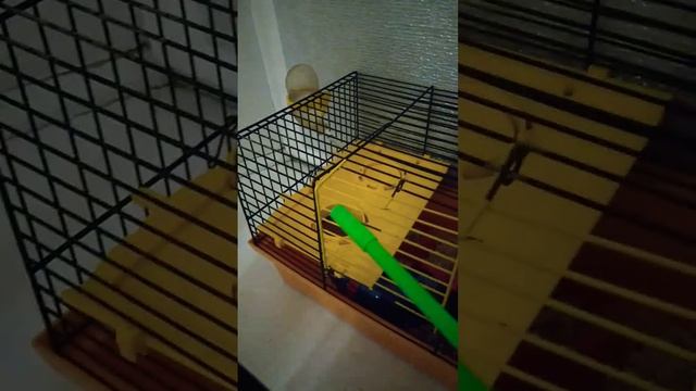 хомяк точно в шоке кстати у нас пополнение подпишись чтобы скорее узнать какое смотреть онлайн