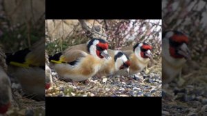 Щегол.Позывки для стимуляции щегла что бы запеть