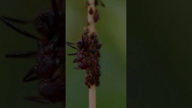 Ants and Aphids are BEST FRIENDS! #insects #ants #aphids #friends #nature #sugar #protect #defence смотреть онлайн