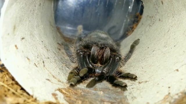 HD Brachypelma albopilosum moult time lapse смотреть онлайн