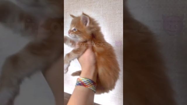 Эдит(мейн-кун)❗Звук мой❗Какие они все-таки - красавчики! смотреть онлайн