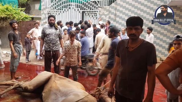 3 Minute Me Bail Bakre Ki Khal Utarne Wala Tez Tareen Qasai Jo Eid Per 100 Janwar Zibah Kar Deta Ha смотреть онлайн