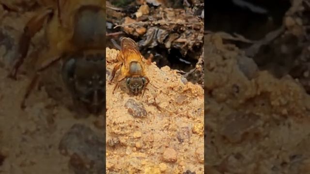 abelha uruçu смотреть онлайн