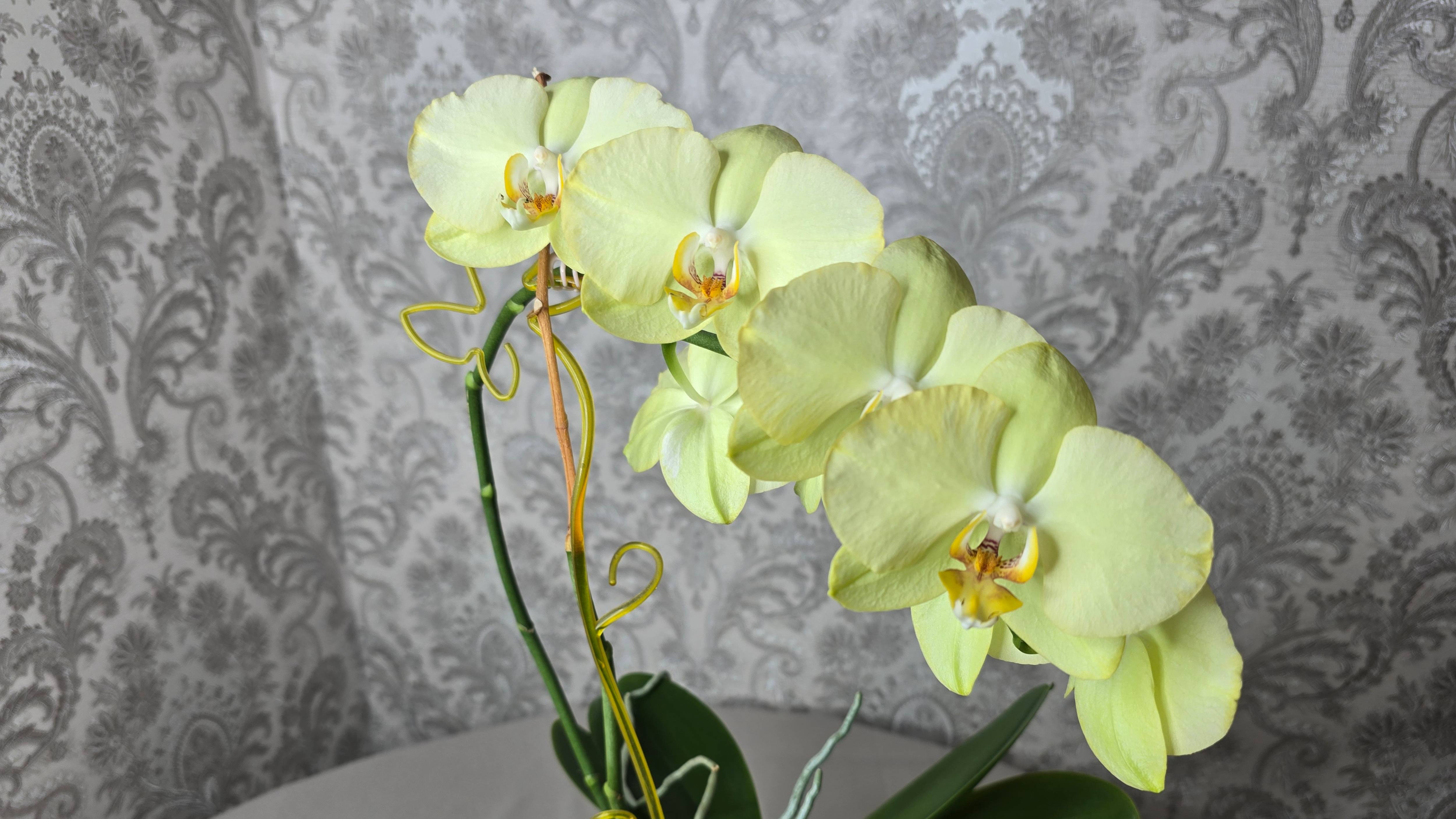 #6 Желтый фаленопсис-Yara Bright