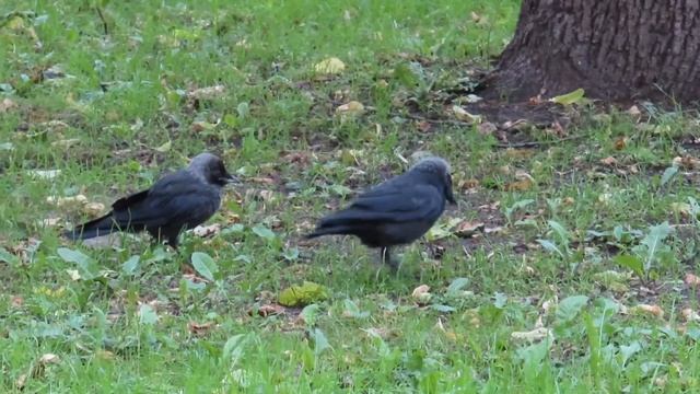 Галка кормит галчонка