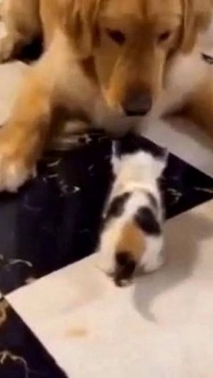 Кошки и собаки