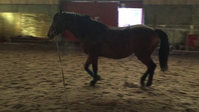 Паприка рысь смотреть онлайн