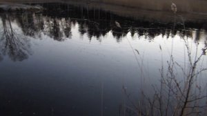 Нерест плотвы