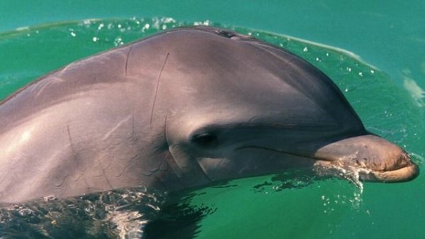 Как устроен мозг дельфинов