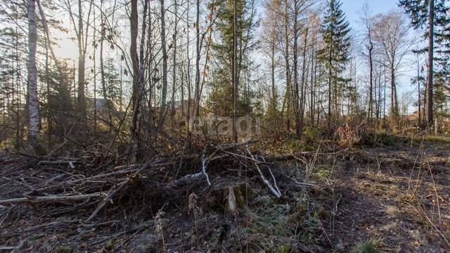 11556267 смотреть онлайн