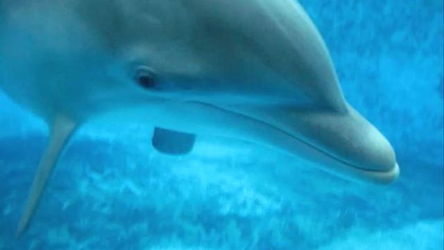 Dauphin mon reve смотреть онлайн
