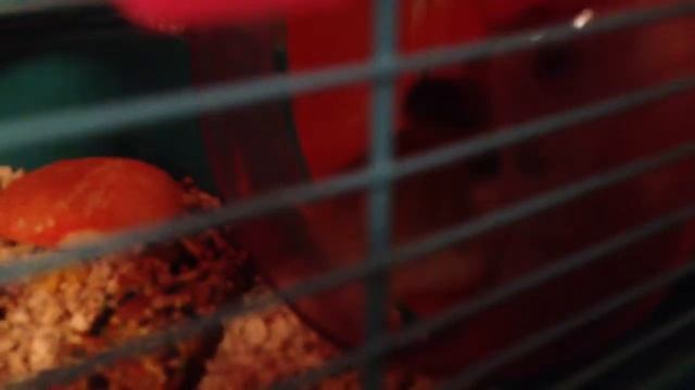 Хомячок бегает на колесе смотреть онлайн