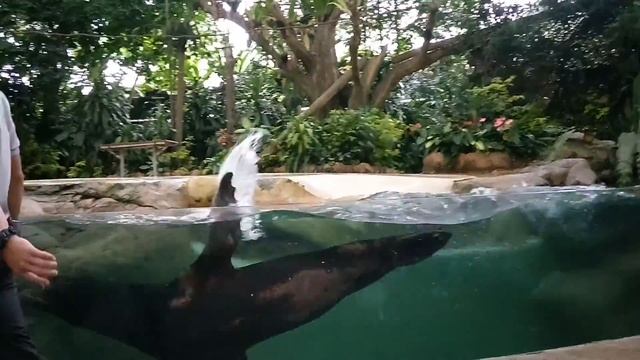 It's nice to Singapore zoo.... смотреть онлайн