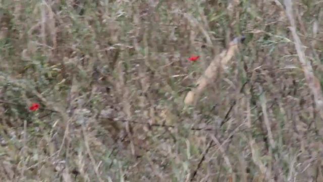 Cheetah with reedbuck kill 2 смотреть онлайн