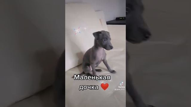 щенок левретки.ну какая она милая ❤️ смотреть онлайн