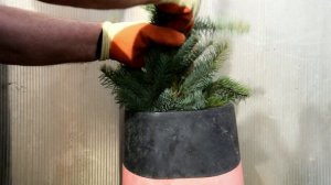 Посадочный материал  2025.