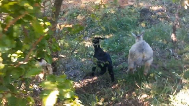 Не заводите коз пока не посмотрите этот ролик. Особенности содержания коз и козлят.