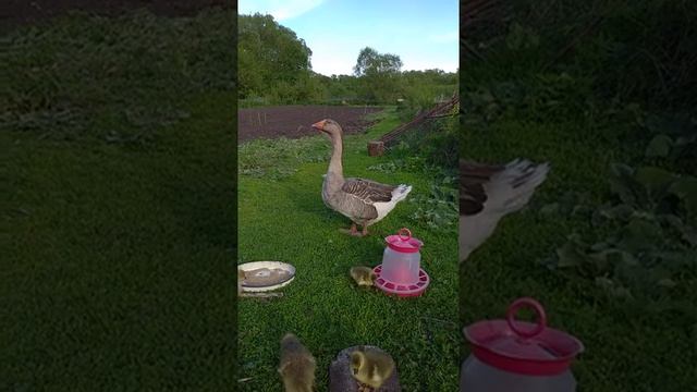 Гуси 2 Goose смотреть онлайн
