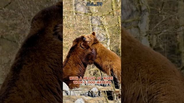 where is the bear's habitat? #shorts #bears смотреть онлайн
