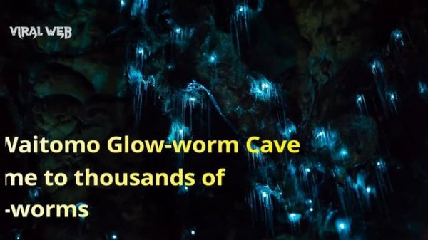 waitomo glowworm caves new zealand