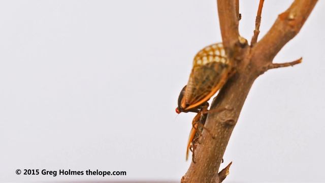Magicicada tredecim periodical cicada mating sequence смотреть онлайн