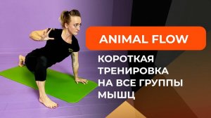 Animal flow. Короткая тренировка на все группы мышц